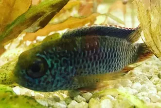 Goldeneye cichlid